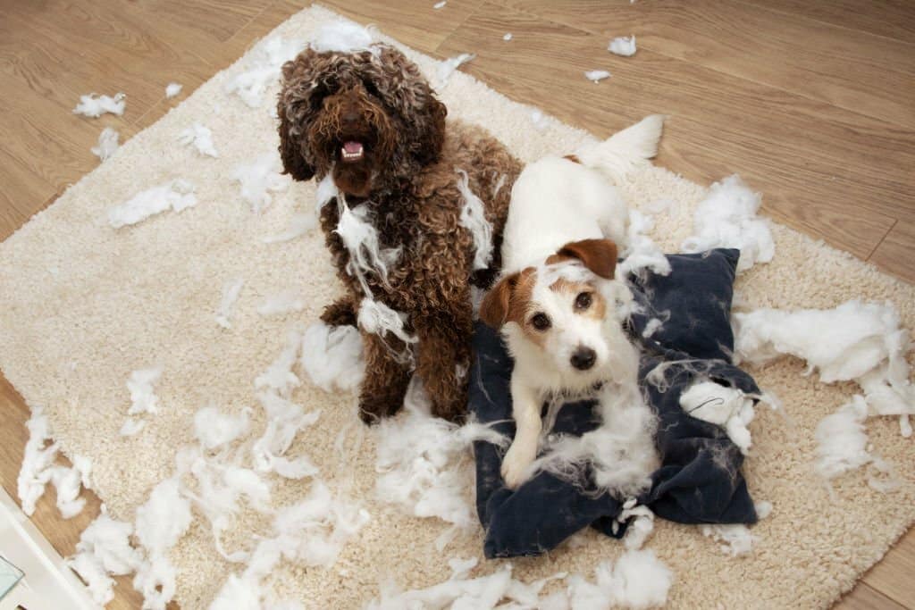Dog carpet accidents