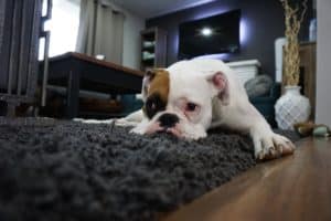 Pet friendly carpet cleaning in Middleton Ma