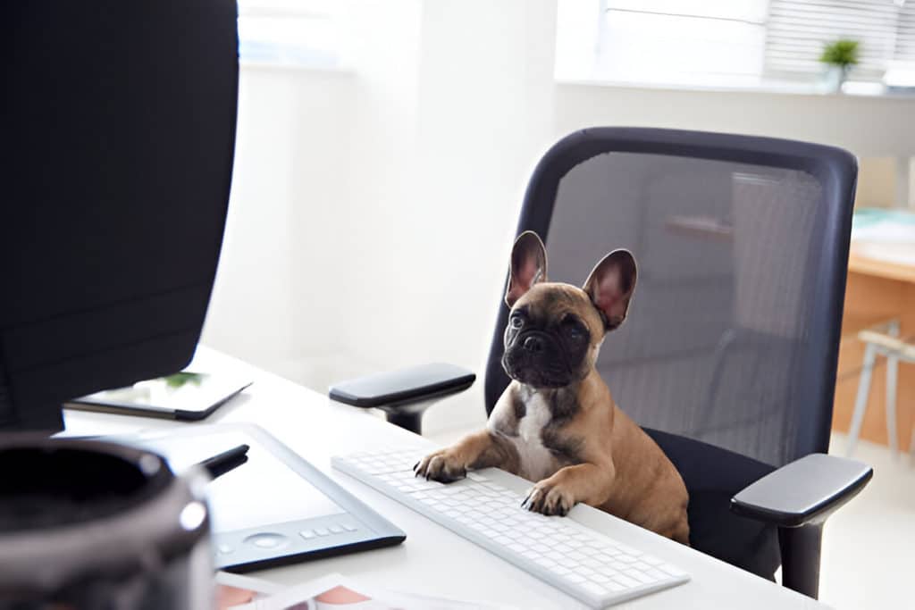 Pet-friendly commercial carpet cleaning